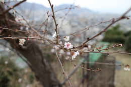 芝山山頂で咲く寒桜