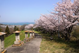 山頂、善光寺の桜