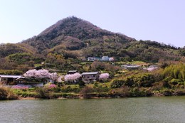 桜の時期の勝賀山