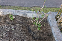 新たにオリーブの木と紫陽花も植えられました