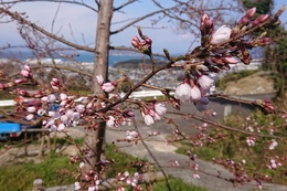 香西里山いこいの場の荘川桜