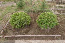 Cエリアの両サイドに２本ずつ植栽しました