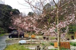 開花が進んだ荘川桜の木