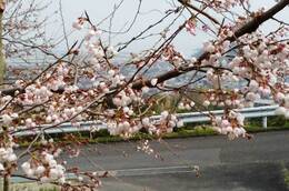 開花が進んだ荘川桜の木