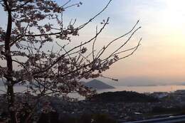 夜明けの景色と荘川桜