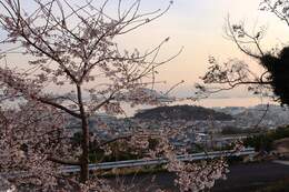 夜明けの景色と荘川桜