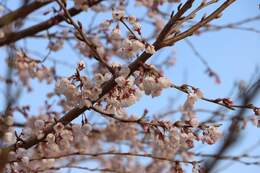 荘川桜はエドヒガンザクラです
