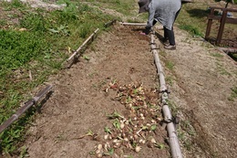 チューリップ球根の収穫