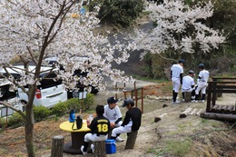 桜の下で食事
