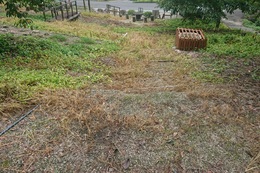 １週間後、遊歩道の雑草は枯れてきました
