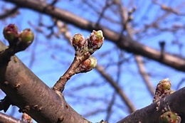 まもなく開花しそうな荘川桜の蕾