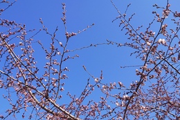 荘川桜の開花宣言です