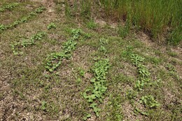 芽をだしたど根性ひまわり(環境衛生組合協議会撮影) 芽をだしたど根性ひまわり