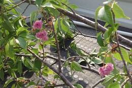 まだ花が少し残っています(環境衛生組合協議会撮影) まだ花が少し残っています