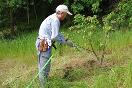 水やり(環境衛生組合協議会撮影) 水やり
