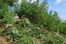 NHĂjZAJVA̔