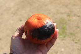 �����H�ׂ�ƕ��ׂЂ��Ȃ��ƌ����Ă��܂�