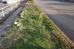 ��Ɗ����A��N�̉Ԃ��炱�ڂꂽ�킪�������Ă��܂���