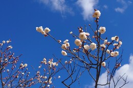 �炫�n�߂̔��~