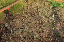 �`���[���b�v�̗l�q