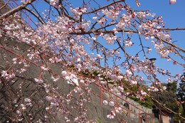 �������쉀�̎}�����