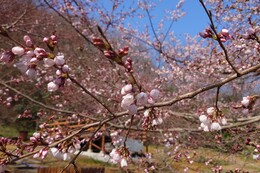 �������R�������̏ꑑ����i�G�h�q�K���j